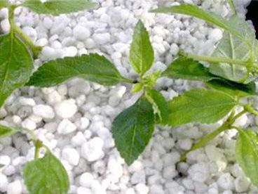 【珍珠巖轉(zhuǎn)轉(zhuǎn) ?；⒅檎渲閹r】-